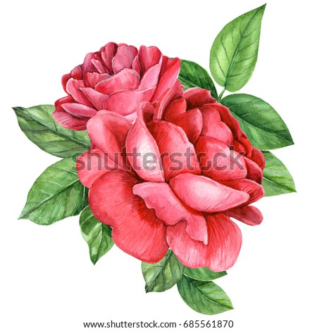 Hand drawing watercolor, roses flower
