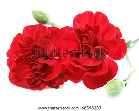 Red carnation flowers