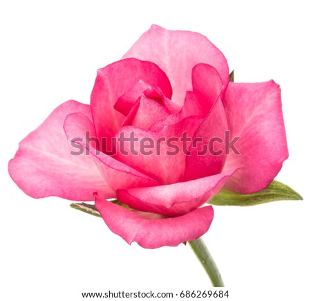 one pink rose flower isolated on white background cutout