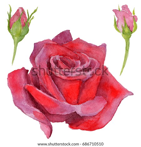 Wildflower rosa flower in a watercolor style isolated. Full name of the plant: roses. Aquarelle wild flower for background, texture, wrapper pattern, frame or border.