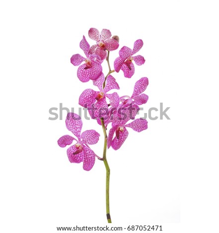 Pink orchid isolated-white background