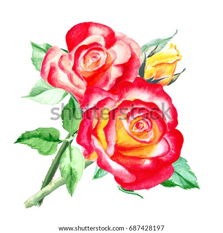 Watercolor pink, red yellow roses. Rose bush. Bouquet. Beautiful flowers. Watercolor painting. Wedding and birthday drawings. Greeting card. Flower painted background. Hand drawn floral  illustration.
