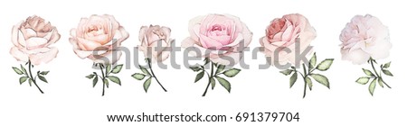 watercolor flowers. set floral illustration, Pastel colors.Collection flowers, pink rose, Leaf and buds. Cute composition for wedding or  greeting card.  branch of flowers isolated on white background