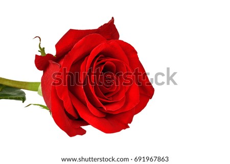 Red rose isolated on a white background close-up.