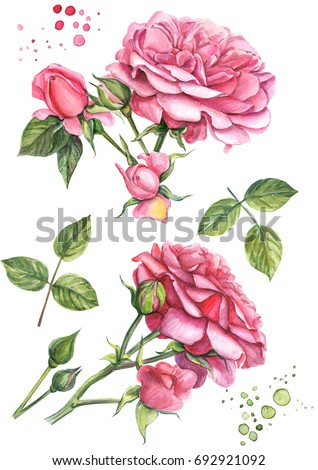 set branches with flowers of roses, watercolor