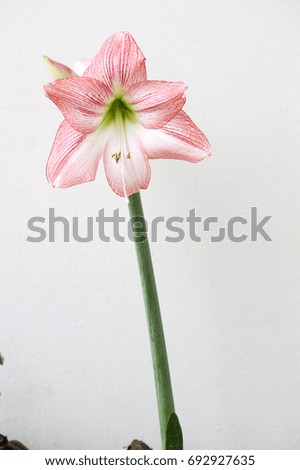 amaryllis flower blooming