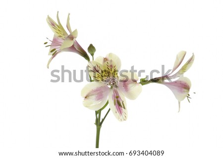 Beautiful Branch orchid on a black background