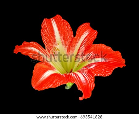 Red flower isolated on black background