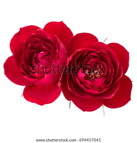 two red rose flower  isolated on white background cutout