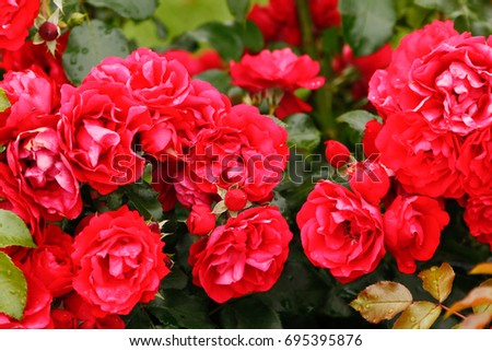 Red flowers in garden.