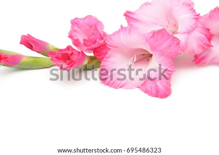 Beautiful gladiolus flowers isolated on white background. Macro with extremely shallow dof. Background with space for your text.