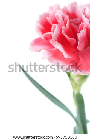 carnation flowers close up on background.