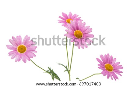 Lilac daisy isolated on white background
