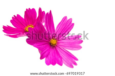 Cosmos flower isolated on white background. 