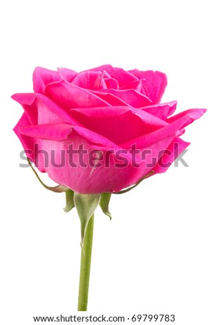 one flower bouquet of pink roses