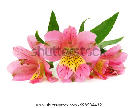  Beautiful alstroemeria lily flowers on white background