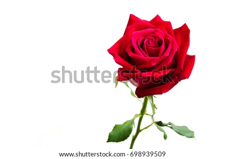 Beautiful of red rose