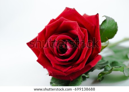 red rose in vase with white background