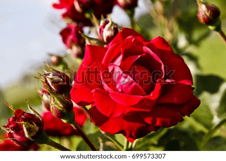 Red rose on a bush.