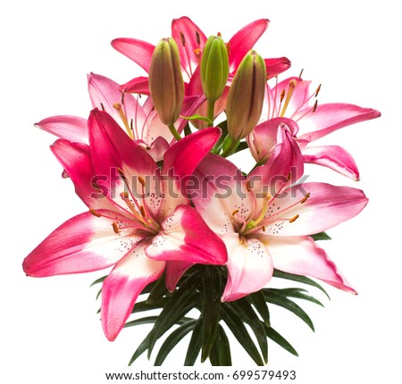Beautiful pink lily flower isolated on white background. Stamens. Flat lay, top view 