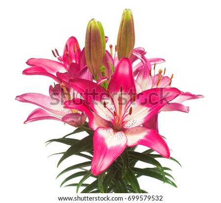 Beautiful pink lily flower isolated on white background. Stamens. Flat lay, top view 