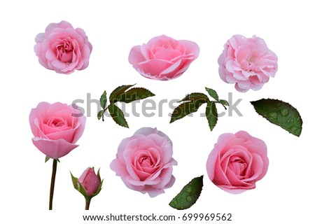 Set of rose, flower pink  with green leaves, bud, blossom, drops of water after rain, isolated on white background