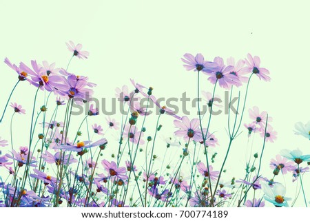 Pink Cosmos flowers isolated on white.