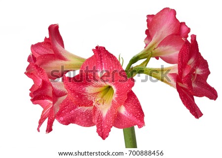 Amaryllis très belle on isolate background