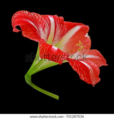 Red flower isolated on black background