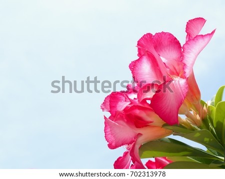 Pink Adenium blossom