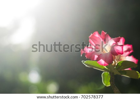 the soft lights from sunshine make more beautiful for pink zalea flowers, background
