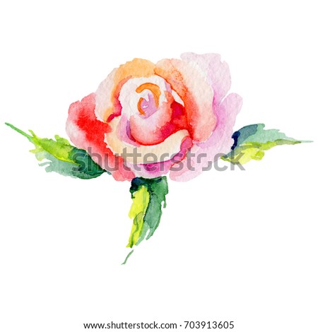 Wildflower rosa flower in a watercolor style isolated. Full name of the plant: rosa. Aquarelle wild flower for background, texture, wrapper pattern, frame or border.