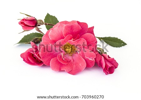 White backplane is the most wonderful pink rose pictures, the most suitable roses for graphic design,