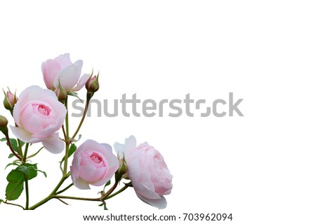 Flowers fresh pink roses  with green leaves, blossom, drops of water after rain, isolated on white background