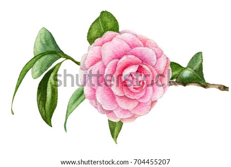 Watercolor illustration of branch of the Japanese Camellia with flower