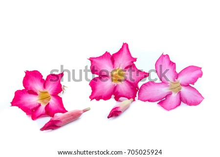 Azalea flowers isolated on white background