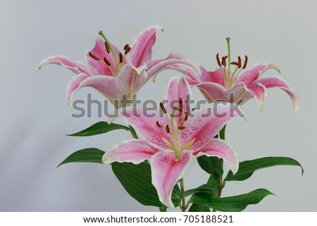 Close up pink lily flower, Lilium candidum