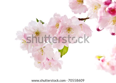 Spring blossom on white background