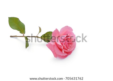 Roses on white