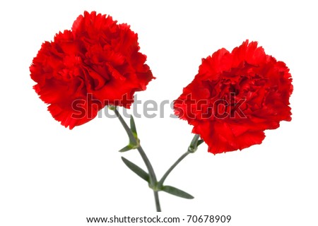 two red carnations on a white background