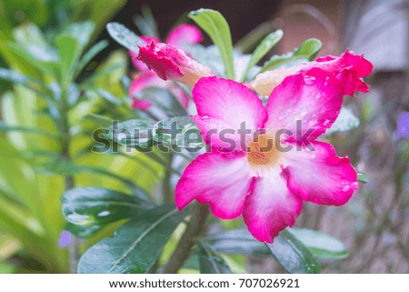 Pink Desert Rose Plant Blooming 
