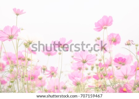 Soft and blurred focus Cosmos flower on white background