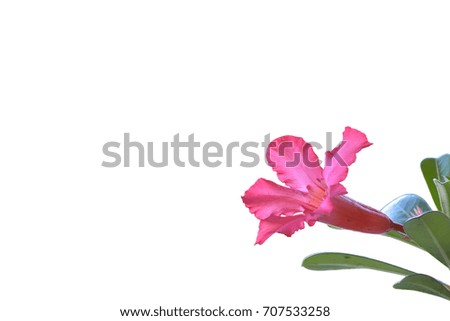 Azalea flowers isolated