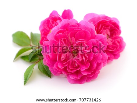 Three beautiful red roses on a white background.