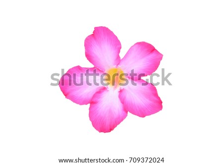 pink flower isolate on white background