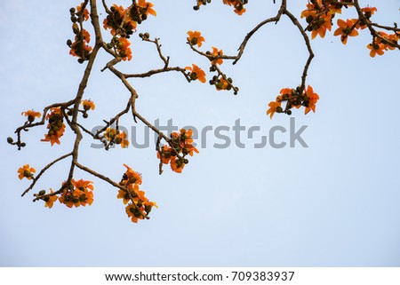 Branch of blossoming Bombax ceiba tree or Red Silk Cotton Flower