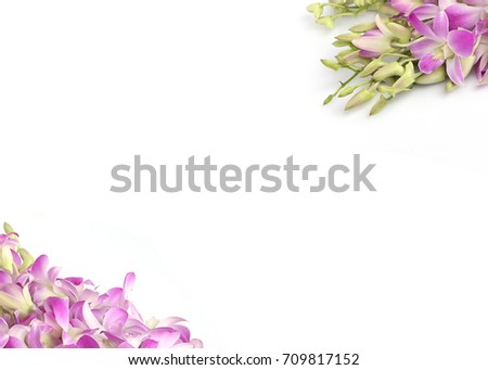 Blue orchid flower background