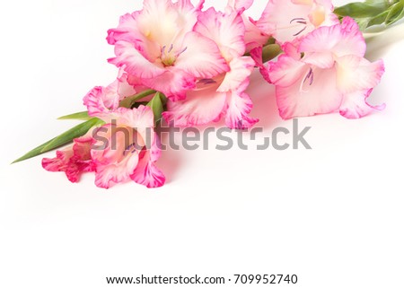 Pink gladiolus on a white background. Copy space.
