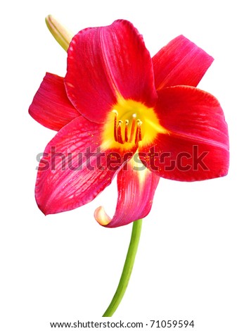 A red day-lily flower