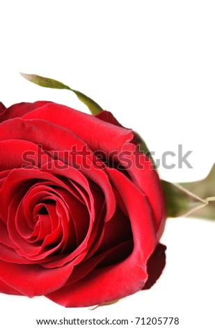 Red rose with green leaves. Isolation on white background.